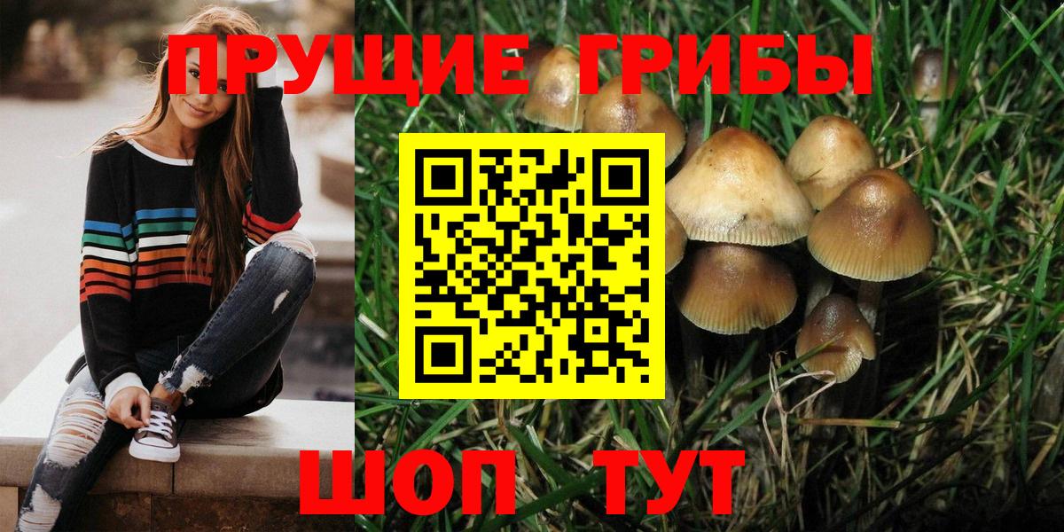 Галлюциногенные грибы Psilocybine cubensis Шахты